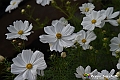 VBS_3550 - Floreal 2023 - Vivere con le piante